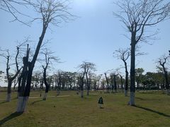 -芒洲湿地公园