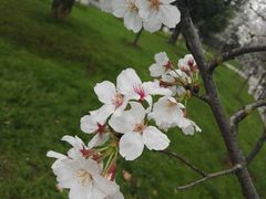 -武汉大学-樱园