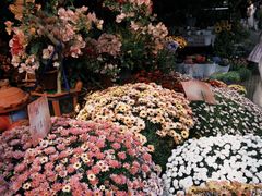 -溪岸路花鸟市场