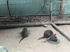 -费瑟代尔野生动物园