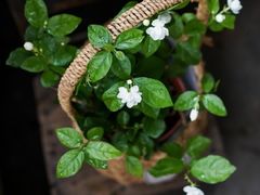 -好一朵茉莉花(老门东店)