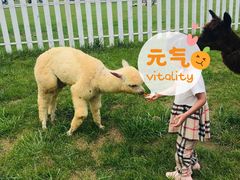 -大连铭湖国际观光牧场