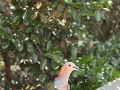-新加坡飞禽公园