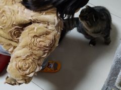 -瑞派·关忠动物医院·猫专科·犬专科(三环新城店)