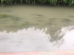 -神仙树公园
