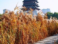 景点-西安汉城湖景区