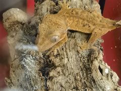 -酷以爬仙阁实体爬宠店·守宫·蜥蜴·专业繁育