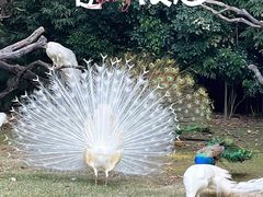 -广州长隆飞鸟乐园