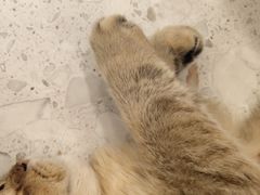 -飞行喵MR PILOT|猫舍·猫咖(静安大融城店)