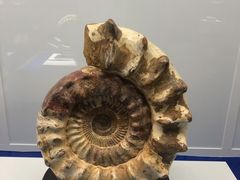 -贝壳王国博物馆