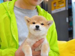 -萌宠之家·腊肠犬·马尔泰·小体犬舍