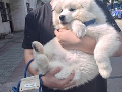 -贝康宠物医院·犬猫全科·小动物特色诊疗中心(东环路店)