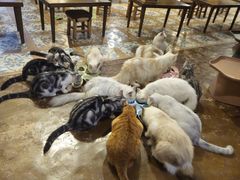 -猫猫幼稚园·撸猫·桌游·电玩