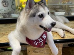 -Husky Go! 哈士奇体验馆·宠物咖啡厅狗咖