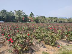 -亚龙湾国际玫瑰谷