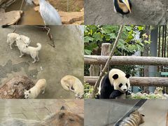 -大连森林动物园