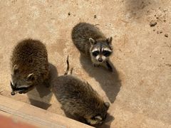 -石家庄市动物园