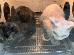 -老吴的猫·猫舍(新区店)