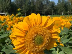 -长白岛森林公园