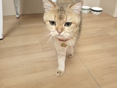 -唐小姐の私宠·宠物洗护美容·撸猫馆·购宠(周浦万达旗舰店)