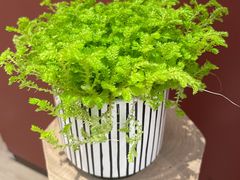 -二酉书店TOYOU BOOKS