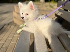 -FAELING PETS美天灵宠物(富力广场店)
