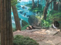 -中国大熊猫保护研究中心雅安碧峰峡基地