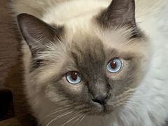 -老吴的猫·猫舍(新区店)