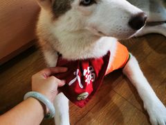 -Husky Go! 哈士奇体验馆·宠物咖啡厅狗咖