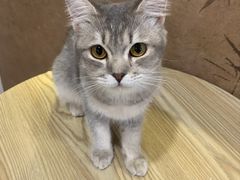 -楼上猫咖(罗湖店)