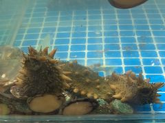 -和源祥·日照菜扛把子(万平口一店)