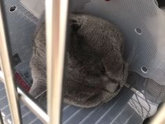 -宠福鑫康馨动物医院·骨科·眼科