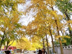 -三里屯东五街银杏大道