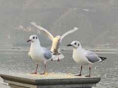 -海埂大坝