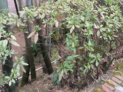 -故乡缘·香格里拉山庄(冷竹路店)