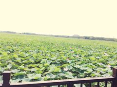 -天津东丽湖风景区