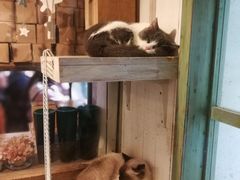 -猫咪博物馆(顶澳仔猫街店)