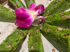 -阿露佳·舌尖上的安吉菜