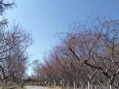 -大兴滨河森林公园