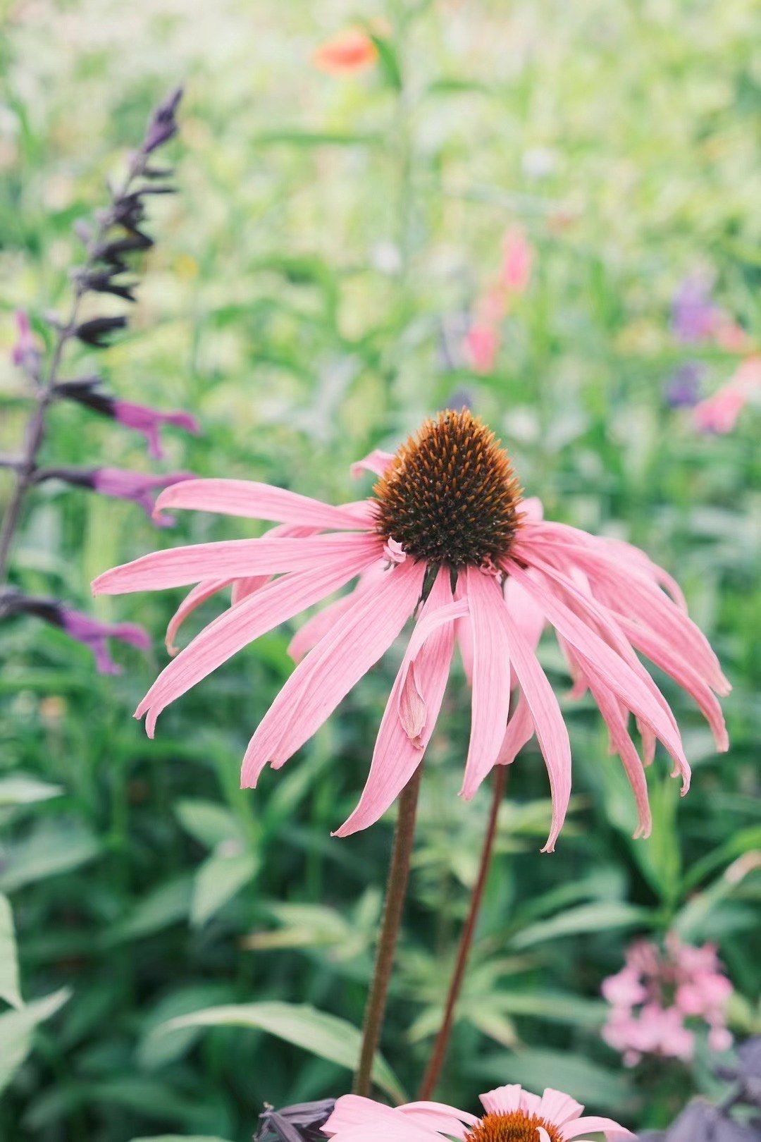 不同季节的花有不同的美