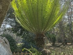 -中国科学院西双版纳热带植物园