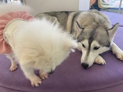 -怪兽屋·羊驼·猫咖·狗咖(俊华广场店)