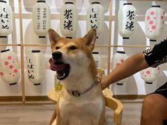 -柴迷FANS CLUB·柴犬狗咖·猫咖