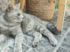 -猫岛主趣味餐厅(鼓浪屿店)