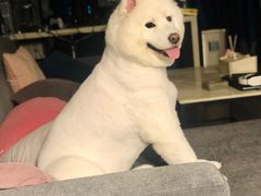 -PETKIT小佩宠物(古北店)