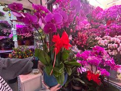 -花鸟鱼虫鲜花绿植市场(玉泉路店)