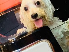 -Goku PET SHOP宠物视觉生活馆(双井店)