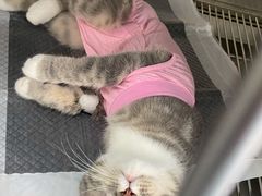 -康成宠物医院24H·CT·核磁共振