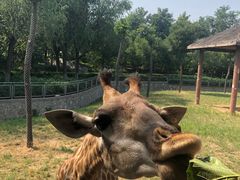 -石家庄市动物园