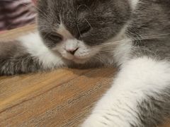 -猫色咖啡·猫咖